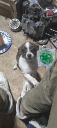 Lost Female Dog last seen Hayes drive and Mansfield, Shreveport, LA 71118