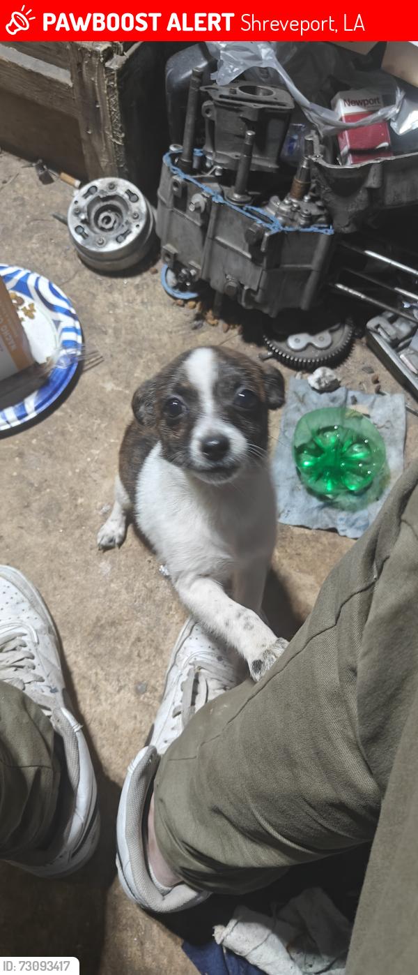 Lost Female Dog last seen Hayes drive and Mansfield, Shreveport, LA 71118
