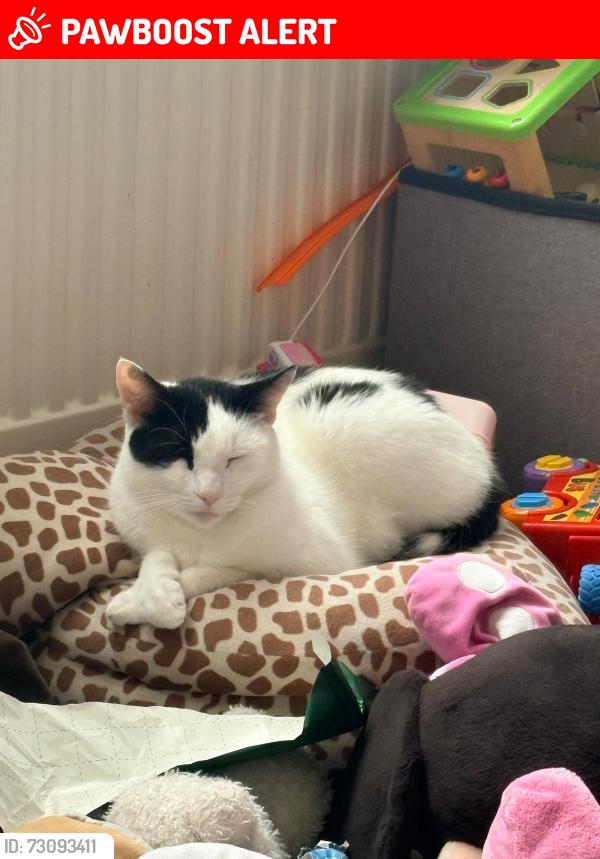 Lost Male Cat last seen Park road , Greater London, England EN3 6SS
