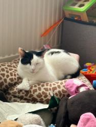 Lost Male Cat last seen Park road , Greater London, England EN3 6SS