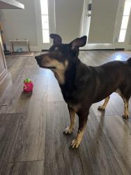 Reunited Male Dog last seen Arville and Ford, Las Vegas, NV 89139
