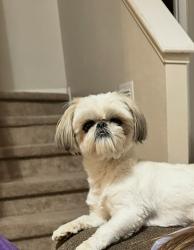 Lost Male Dog last seen La union las Cruces nm, Las Cruces, NM 88007