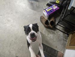 Reunited Unknown Dog last seen Spyglass Circle and Laurel Oak Rd Valrico, Valrico, FL 33596