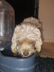 Found/Stray Unknown Dog last seen El Norte parkway, Escondido, CA 92027