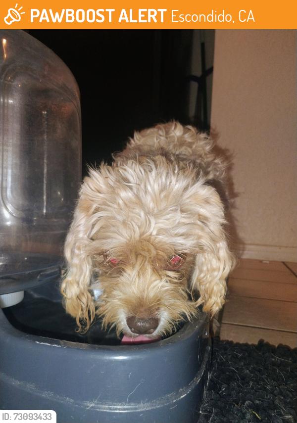 Found/Stray Unknown Dog last seen El Norte parkway, Escondido, CA 92027