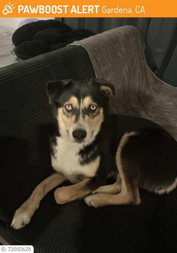 Found/Stray Female Dog last seen Wingstop gardena, Gardena, CA 90249