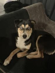 Found/Stray Female Dog last seen Wingstop gardena, Gardena, CA 90249