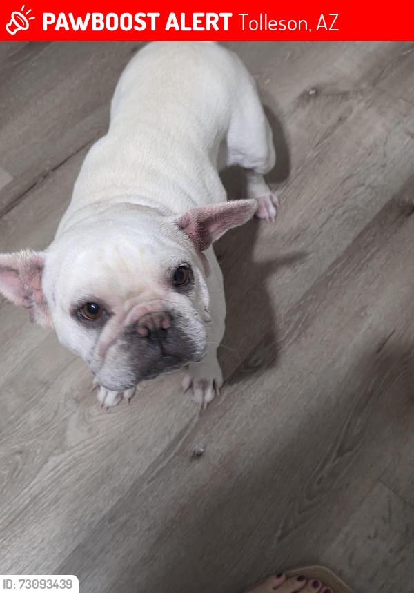 Lost Female Dog last seen 83rd gross ave, Tolleson, AZ 85353