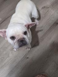 Lost Female Dog last seen 83rd gross ave, Tolleson, AZ 85353
