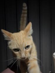 Reunited Unknown Cat last seen Behind the buddhist temple, Culver City, CA 90066