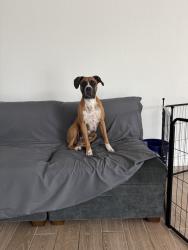 Found/Stray Female Dog last seen Riggin and dinuba, Visalia, CA 93291