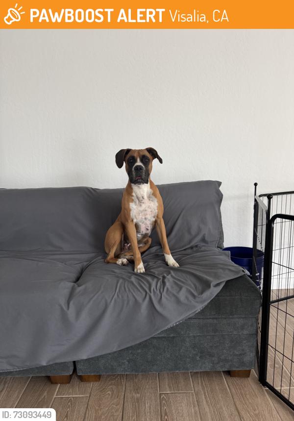 Found/Stray Female Dog last seen Riggin and dinuba, Visalia, CA 93291