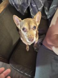 Found/Stray Male Dog last seen Imperial, San Diego, CA 92101