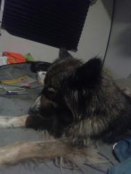 Found/Stray Unknown Dog last seen Kentucky, Bakersfield, CA 93307