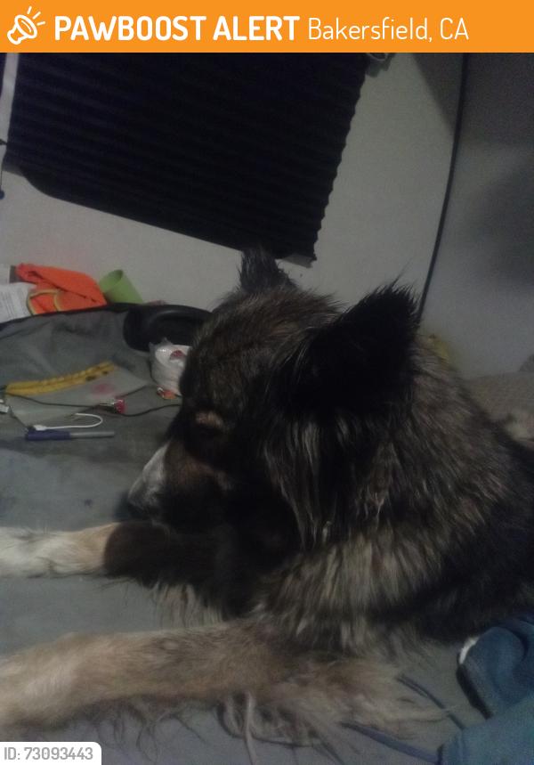 Found/Stray Unknown Dog last seen Kentucky, Bakersfield, CA 93307