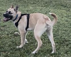 Lost Male Dog last seen Merchanville, Merchantville, NJ 08109