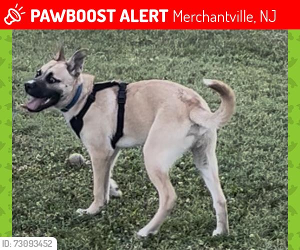 Lost Male Dog last seen Merchanville, Merchantville, NJ 08109