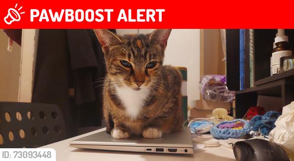 Lost Female Cat last seen Coniston Road, Greater London, England N17 0EX