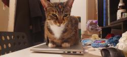 Lost Female Cat last seen Coniston Road, Greater London, England N17 0EX