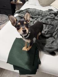 Found/Stray Female Dog last seen Panama lane and finch way, Bakersfield, CA 93307