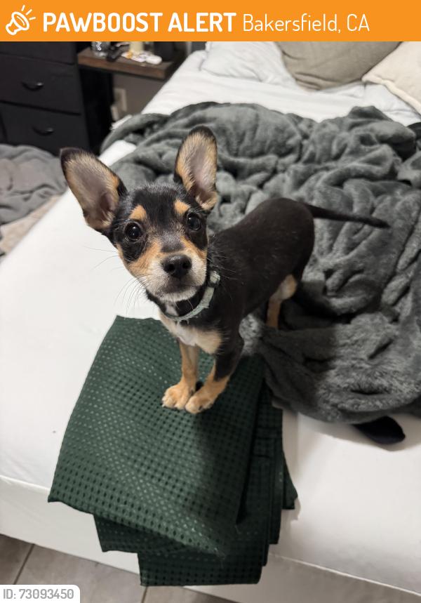 Found/Stray Female Dog last seen Panama lane and finch way, Bakersfield, CA 93307