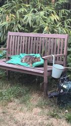 Reunited Male Cat last seen Youngs Road, Newbury Park, Greater London, England IG2 7LF