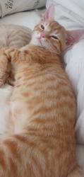 Lost Male Cat last seen Miller Ave and Almeria ave, Fontana, CA 92336