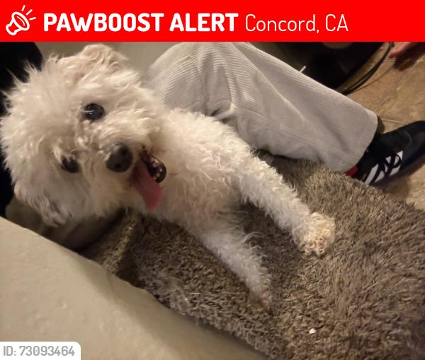 Lost Female Dog last seen Hidden Creek Townhomes, Concord, CA 94518
