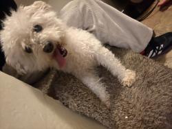 Lost Female Dog last seen Hidden Creek Townhomes, Concord, CA 94518