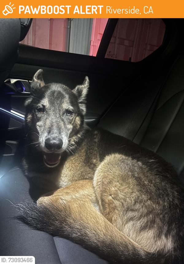 Found/Stray Male Dog last seen Orange terrace community park, Riverside, CA 92508