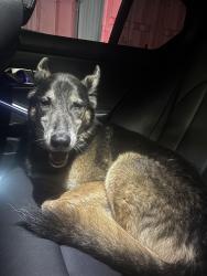 Found/Stray Male Dog last seen Orange terrace community park, Riverside, CA 92508