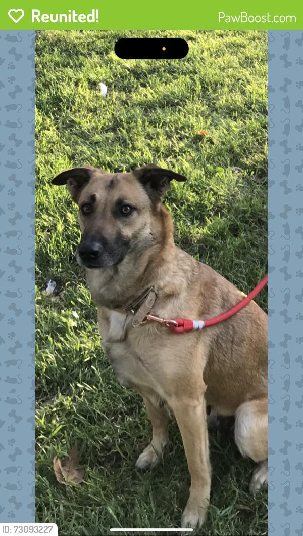 Reunited Female Dog last seen Union & Camden, San Jose, CA 95124