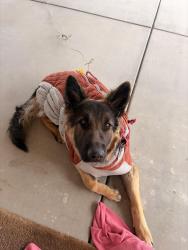 Lost Female Dog last seen Camelia and tumbleweed rd phelan ca, Phelan, CA 92371