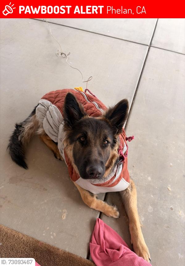 Lost Female Dog last seen Camelia and tumbleweed rd phelan ca, Phelan, CA 92371