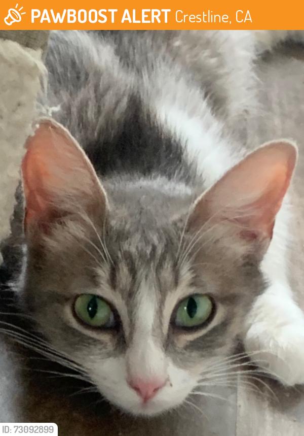 Found/Stray Female Cat last seen Springy Path/Manzanita Ave/Hillside Dr. near Higher Grounds Coffeehouse., Crestline, CA 92325