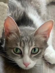 Found/Stray Female Cat last seen Springy Path/Manzanita Ave/Hillside Dr. near Higher Grounds Coffeehouse., Crestline, CA 92325