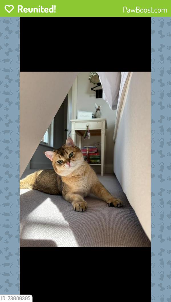 Reunited Male Cat last seen 29e Thorney crescent, sW11 3TT, Greater London, England SW11