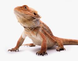 Lost Unknown Reptile last seen Safeway, Hercules, CA 94547