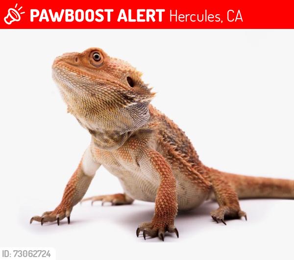 Lost Unknown Reptile last seen Safeway, Hercules, CA 94547