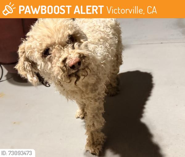 Found/Stray Unknown Dog last seen Eucalyptus&395, Victorville, CA 92307