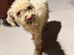 Found/Stray Unknown Dog last seen Eucalyptus&395, Victorville, CA 92307
