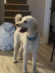 Reunited Male Dog last seen Washoe county DSs office , Reno, NV 89512