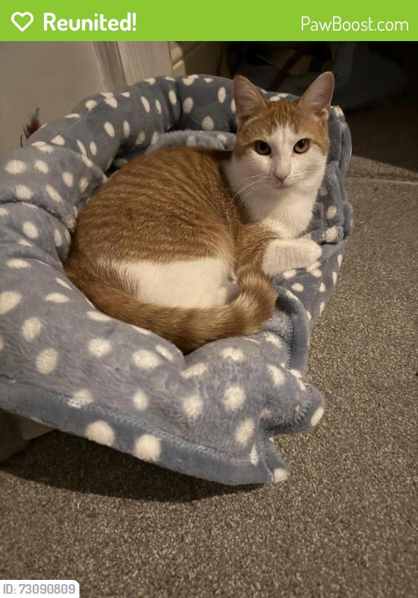 Reunited Male Cat last seen northern woods , Flackwell Heath, England 