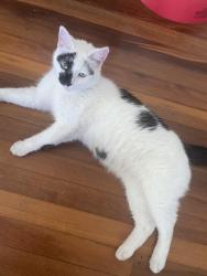 Lost Male Cat last seen DRANE st Clayfield , Clayfield, QLD 4011