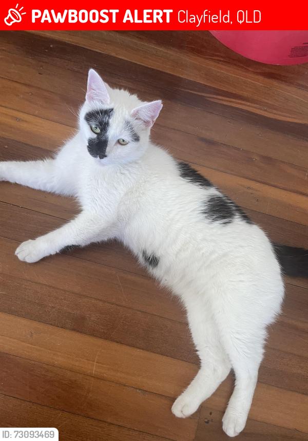 Lost Male Cat last seen DRANE st Clayfield , Clayfield, QLD 4011