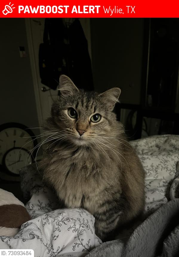 Lost Female Cat last seen E brown street by racetrac, Wylie, TX 75098
