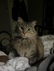 Lost Female Cat last seen E brown street by racetrac, Wylie, TX 75098