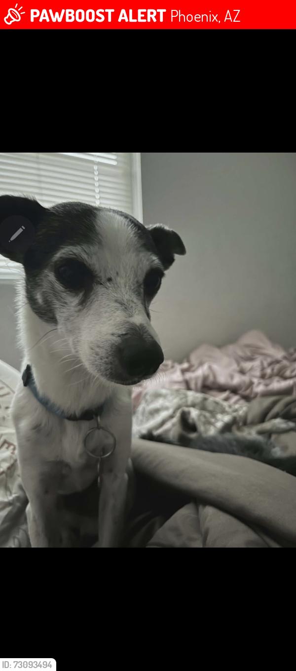 Lost Male Dog last seen South mountain humane society, Phoenix, AZ 85003