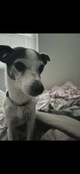 Lost Male Dog last seen South mountain humane society, Phoenix, AZ 85003