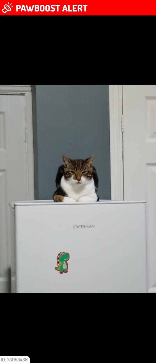Lost Male Cat last seen Rennie st, County Durham, England DL17 8NG